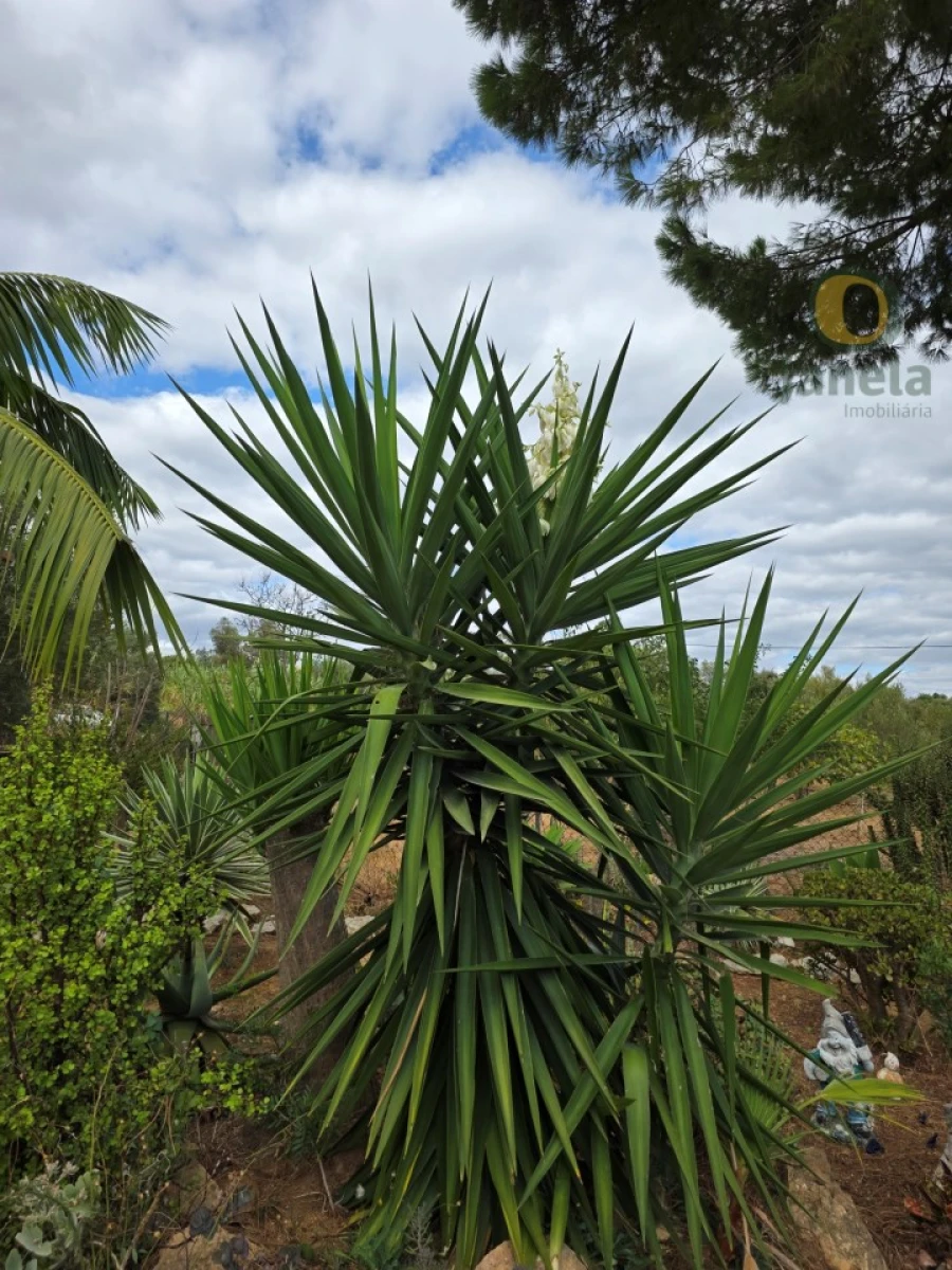 Moradia T3 para Venda em Moncarapacho e Fuseta Foto 40