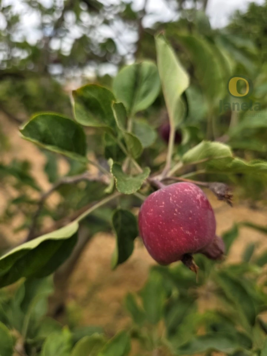 Moradia T3 para Venda em Moncarapacho e Fuseta Foto 41