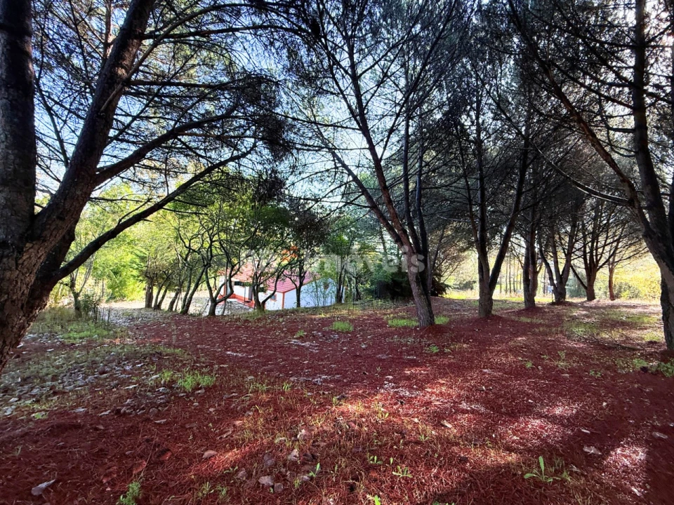Quinta T2 para Venda em São Pedro de Tomar Foto 43
