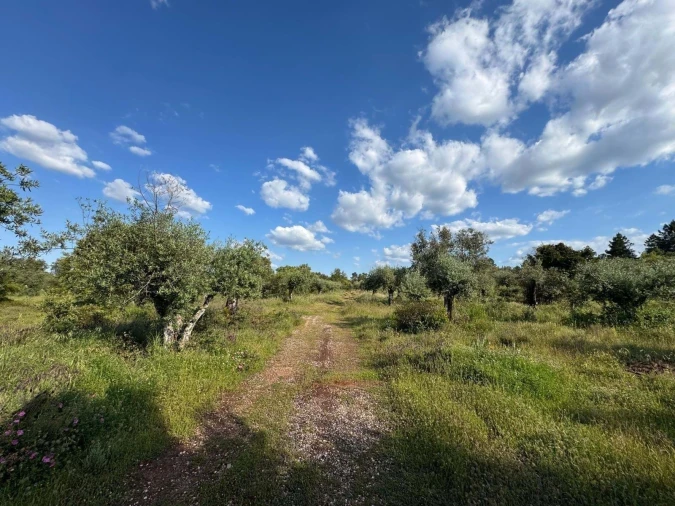 Terreno Agricola ou Rústico para Venda em Borba (Matriz) Foto 1