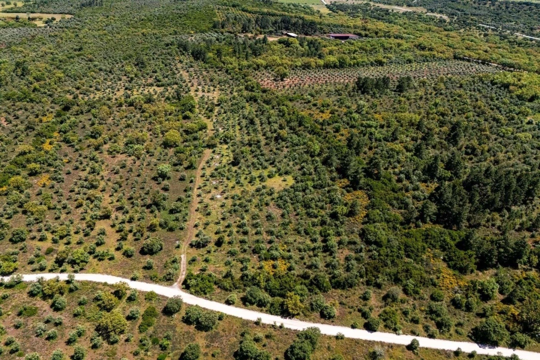 Terreno Agricola ou Rústico para Venda em Borba (Matriz) Foto 6