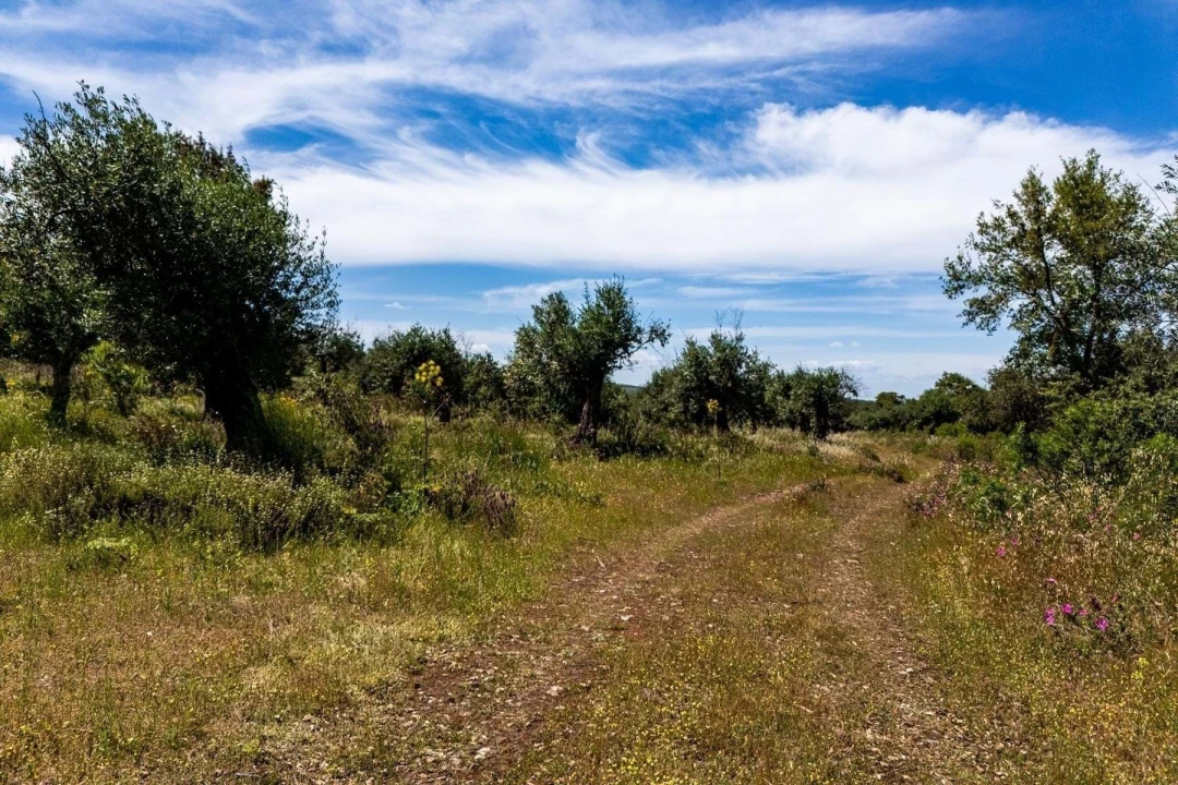 Terreno Agricola ou Rústico para Venda em Borba (Matriz) Foto 5
