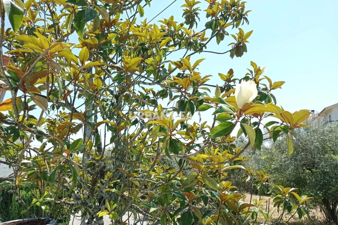 Moradia T6 para Venda em Mangualde, Mesquitela e Cunha Alta Foto 54