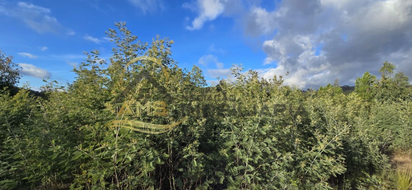 Terreno para Venda em Revelhe Foto 13