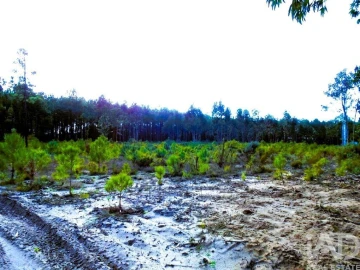 Terreno para Venda em Pataias e Martingança