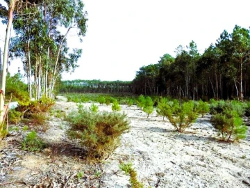 Terreno para Venda em Pataias e Martingança