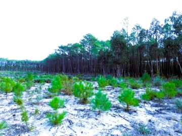 Terreno para Venda em Pataias e Martingança