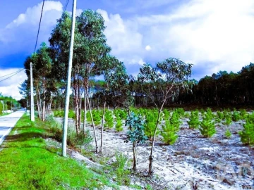Terreno para Venda em Pataias e Martingança