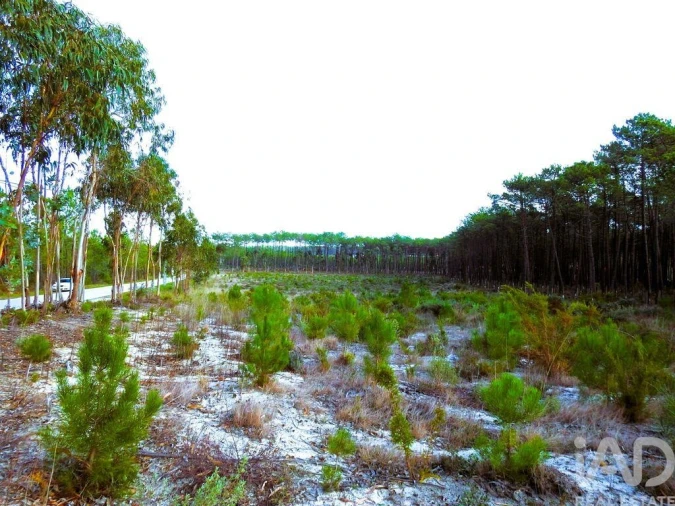 Terreno para Venda em Pataias e Martingança Foto 7
