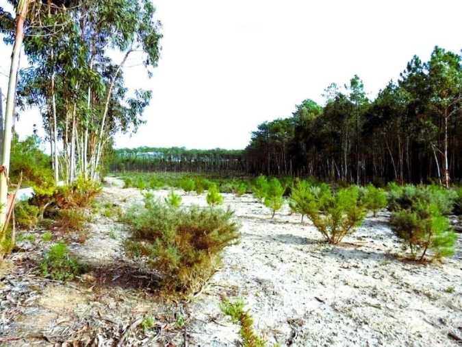 Terreno para Venda em Pataias e Martingança Foto 3