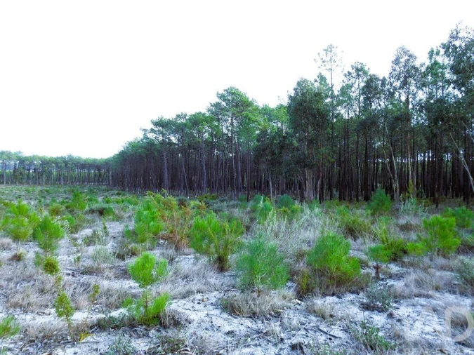 Terreno para Venda em Pataias e Martingança Foto 20