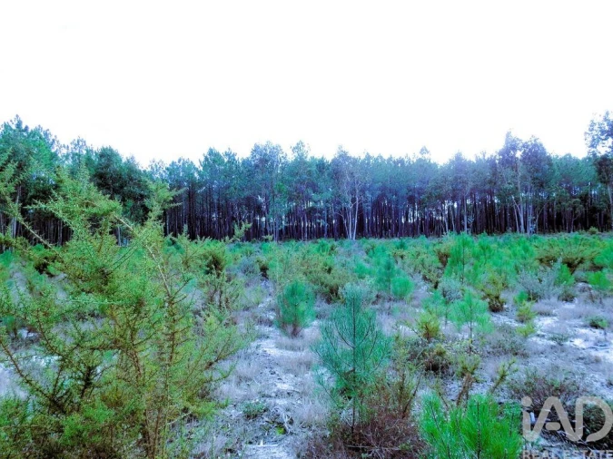 Terreno para Venda em Pataias e Martingança Foto 5