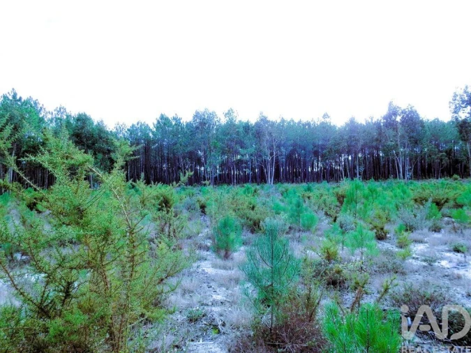 Terreno para Venda em Pataias e Martingança Foto 5