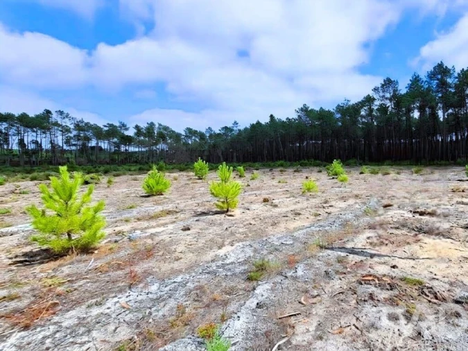 Terreno para Venda em Pataias e Martingança Foto 4