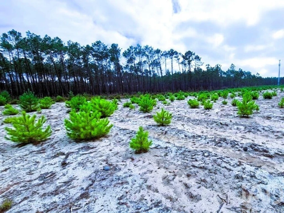 Terreno para Venda em Pataias e Martingança Foto 2