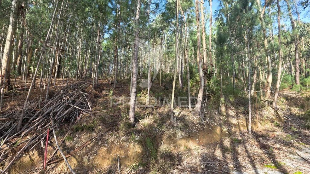 Terreno para Venda em Santa Eufémia e Boa Vista Foto 12