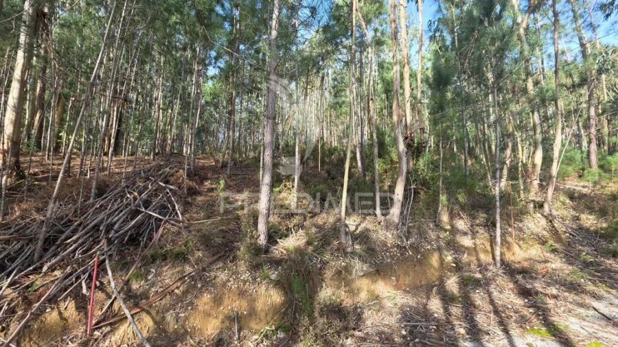 Terreno para Venda em Santa Eufémia e Boa Vista Foto 12