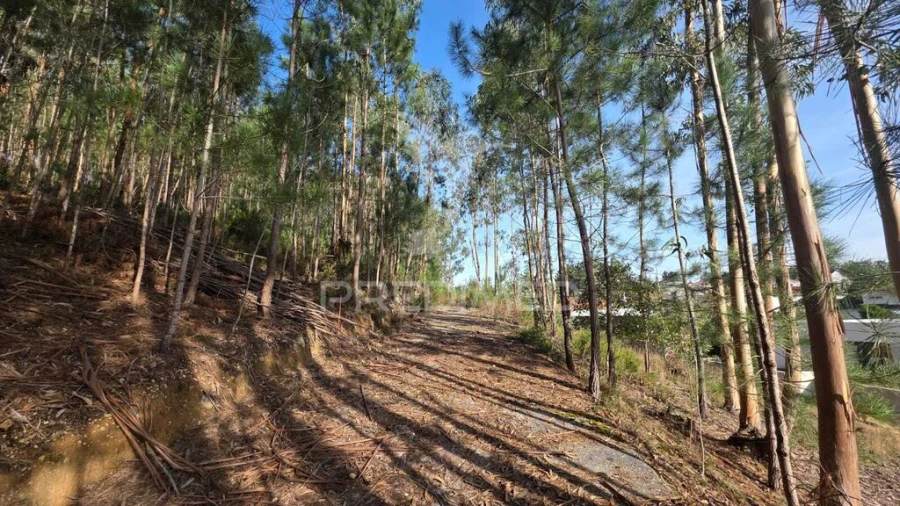 Terreno para Venda em Santa Eufémia e Boa Vista Foto 17