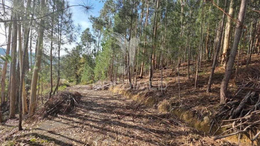 Terreno para Venda em Santa Eufémia e Boa Vista Foto 1