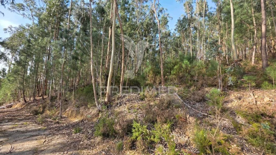 Terreno para Venda em Santa Eufémia e Boa Vista Foto 15