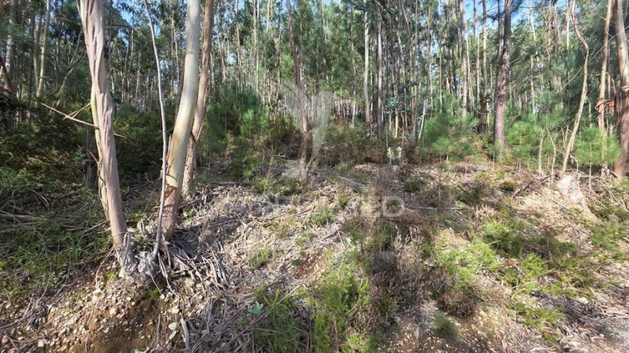 Terreno para Venda em Santa Eufémia e Boa Vista Foto 7