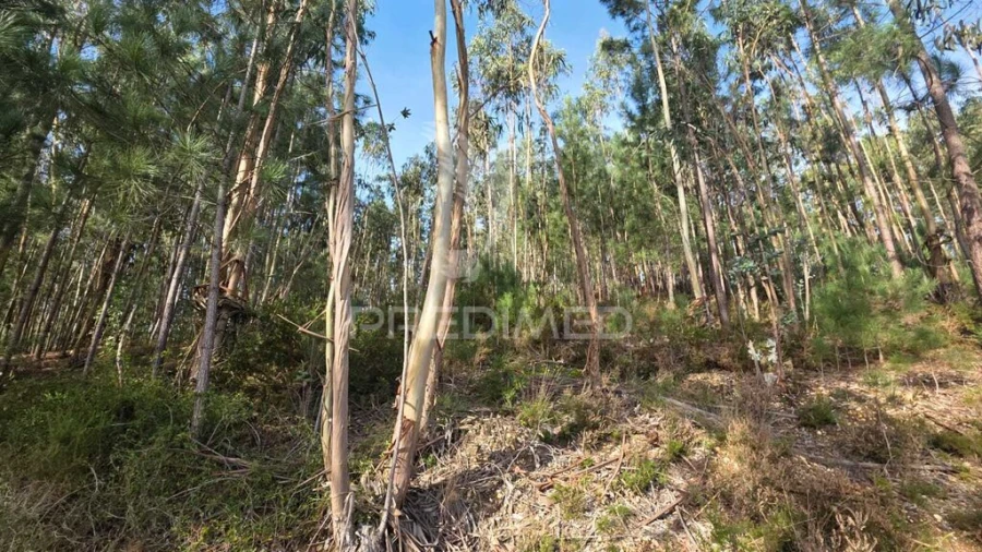 Terreno para Venda em Santa Eufémia e Boa Vista Foto 10