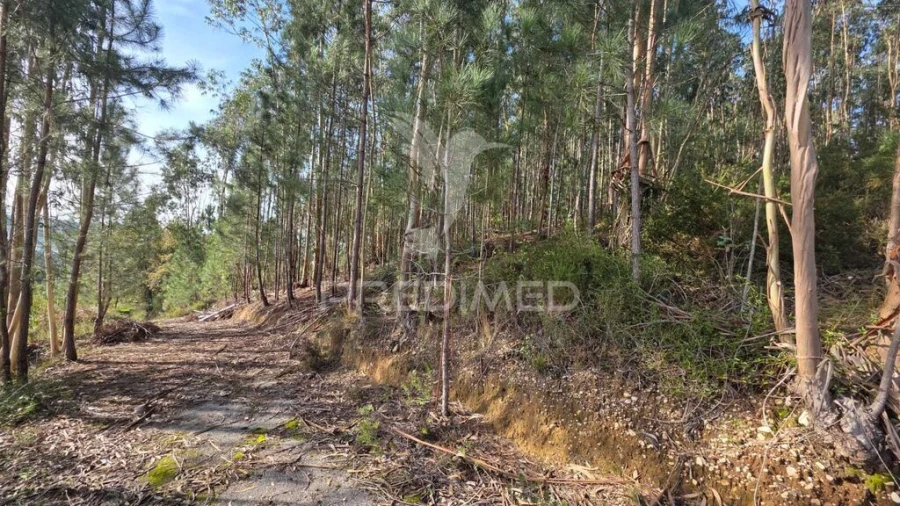 Terreno para Venda em Santa Eufémia e Boa Vista Foto 6