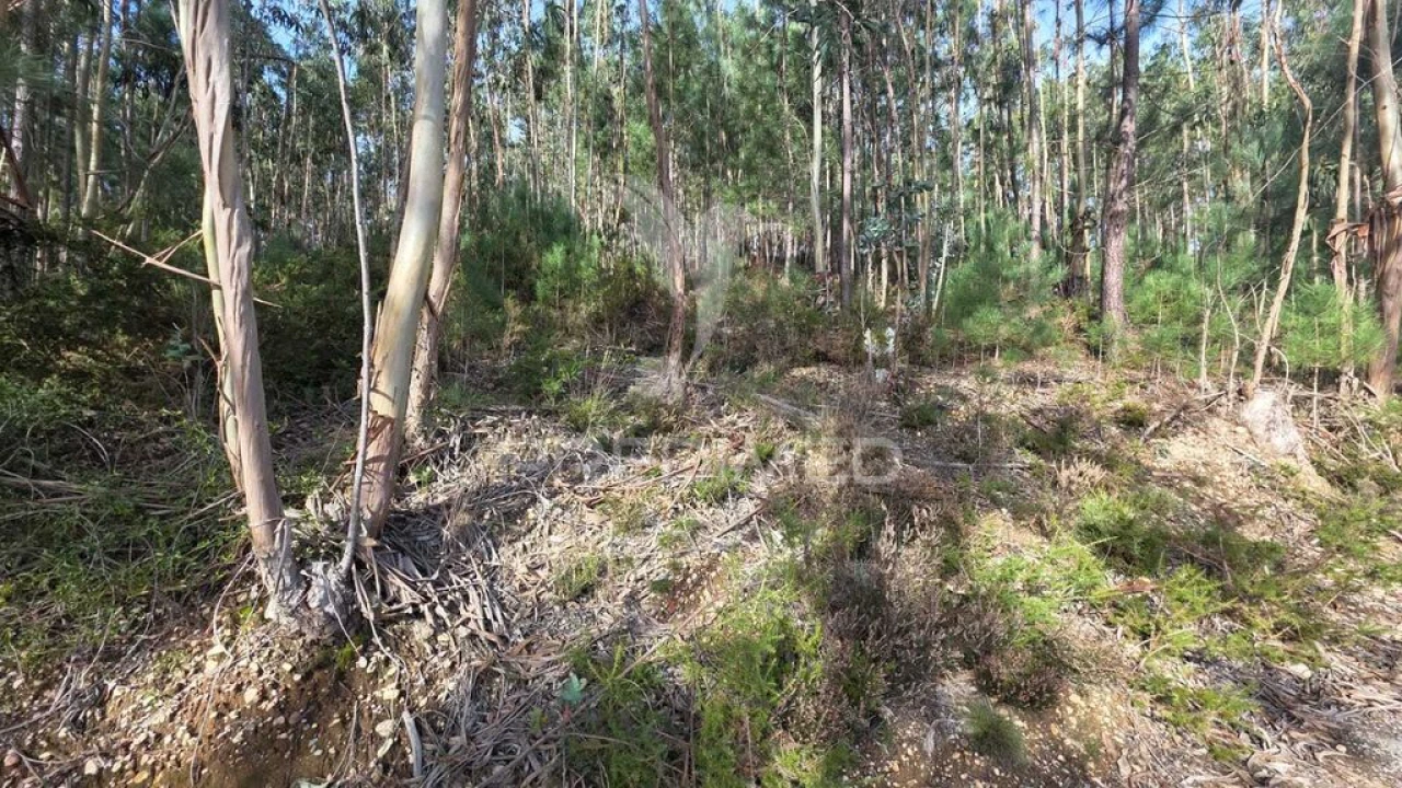 Terreno para Venda em Santa Eufémia e Boa Vista Foto 7