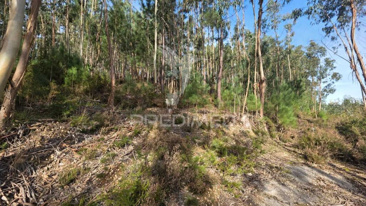 Terreno para Venda em Santa Eufémia e Boa Vista Foto 8