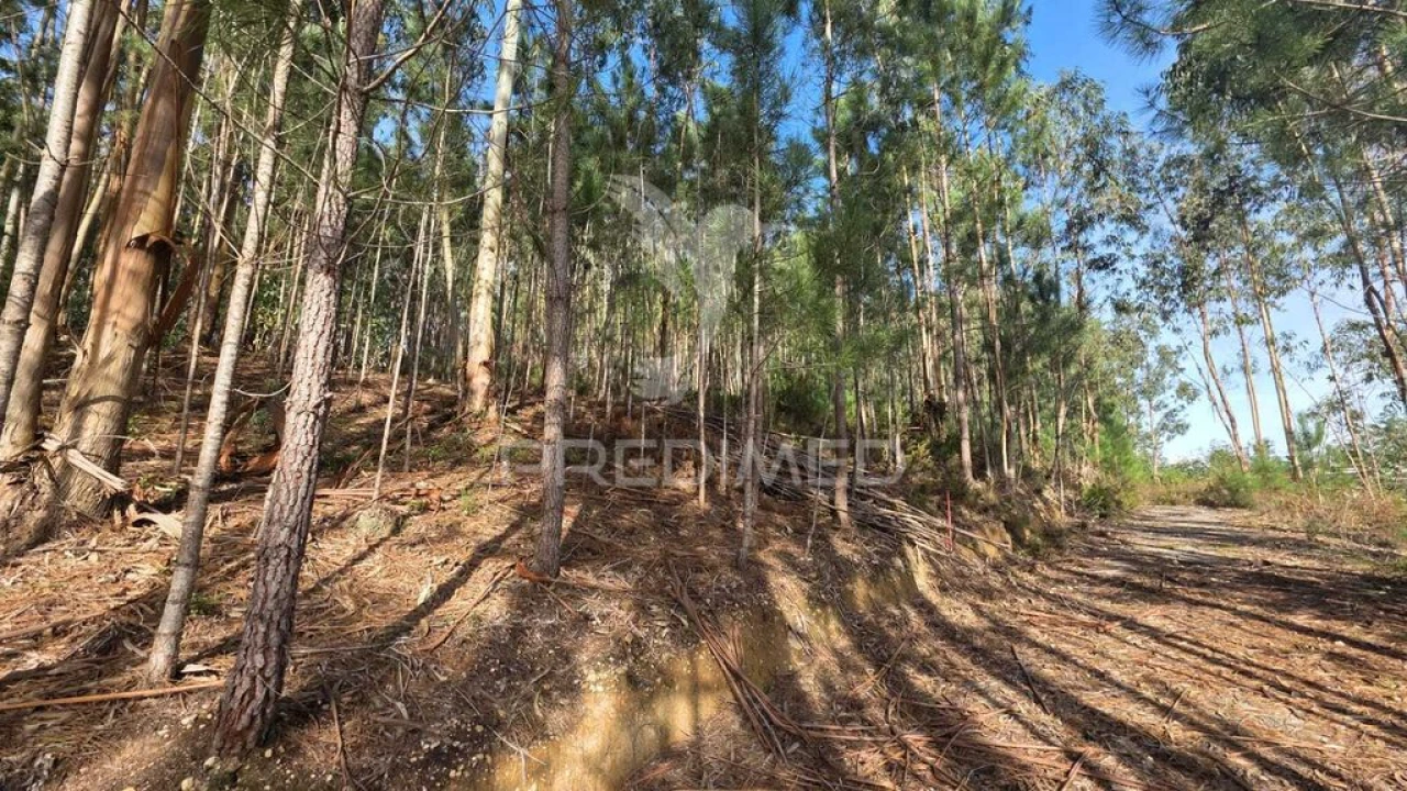 Terreno para Venda em Santa Eufémia e Boa Vista Foto 13