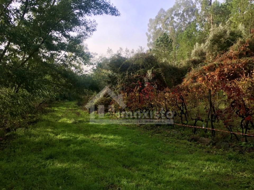 Terreno Agricola ou Rústico para Venda em Arega Foto 8