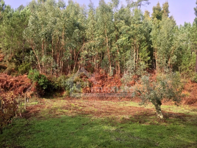 Terreno Agricola ou Rústico para Venda em Arega Foto 6