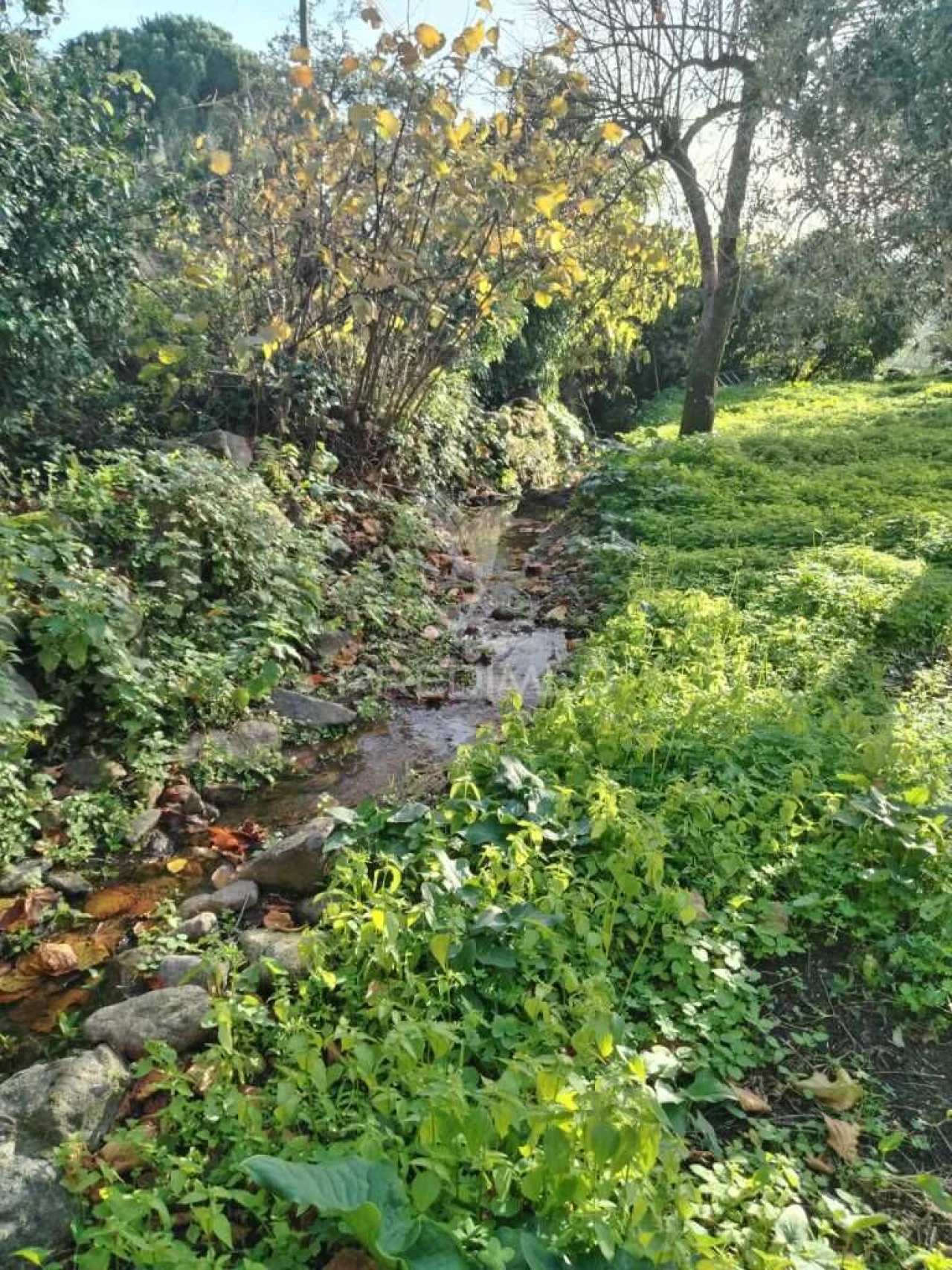 Terreno para Venda em Reguengo e São Julião Foto 7