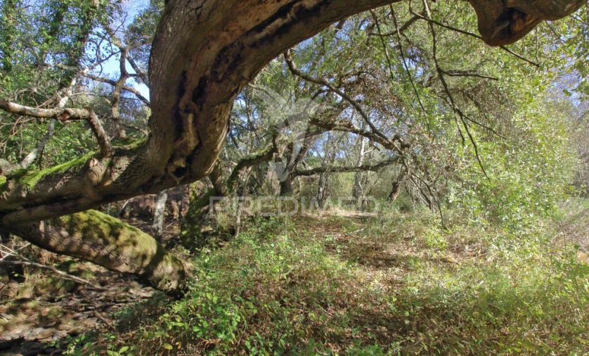 Quinta T3 para Venda em Longueira/Almograve Foto 17