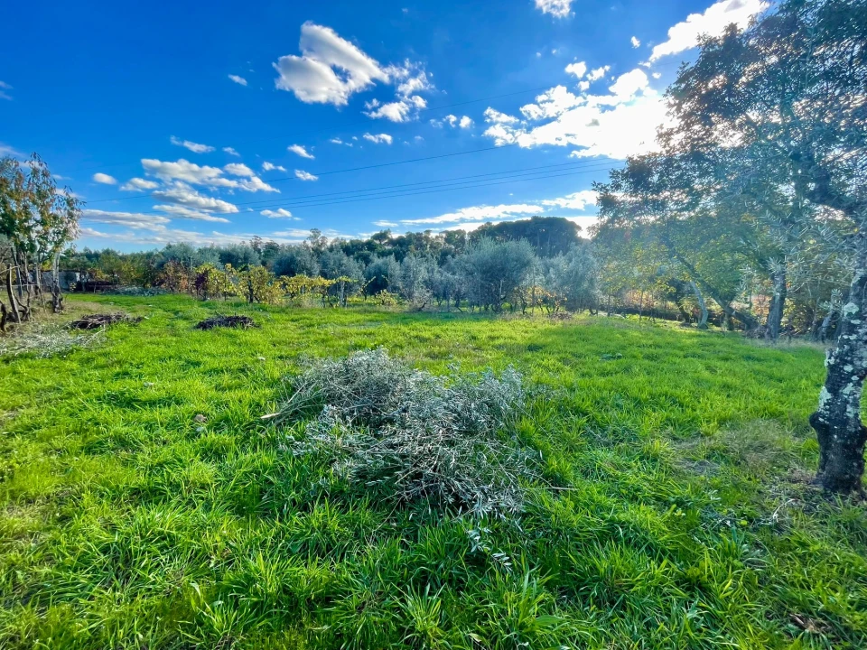 Terreno Agricola ou Rústico para Venda em Lajeosa do Dão Foto 2