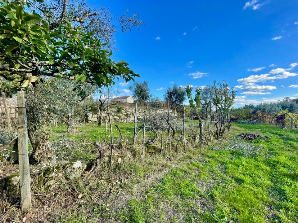 Terreno Agricola ou Rústico para Venda em Lajeosa do Dão Foto 3