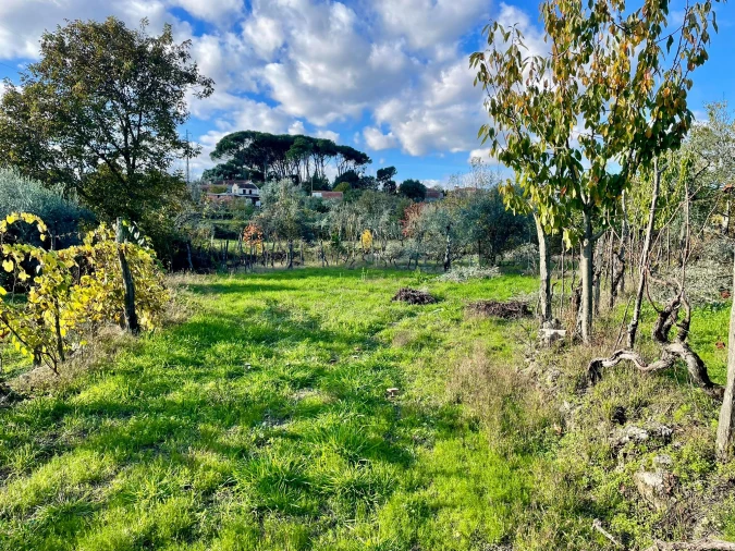 Terreno Agricola ou Rústico para Venda em Lajeosa do Dão Foto 1