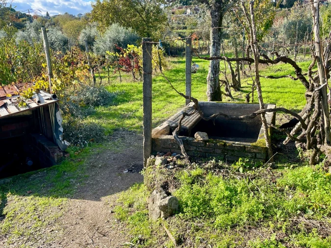 Terreno Agricola ou Rústico para Venda em Lajeosa do Dão Foto 6