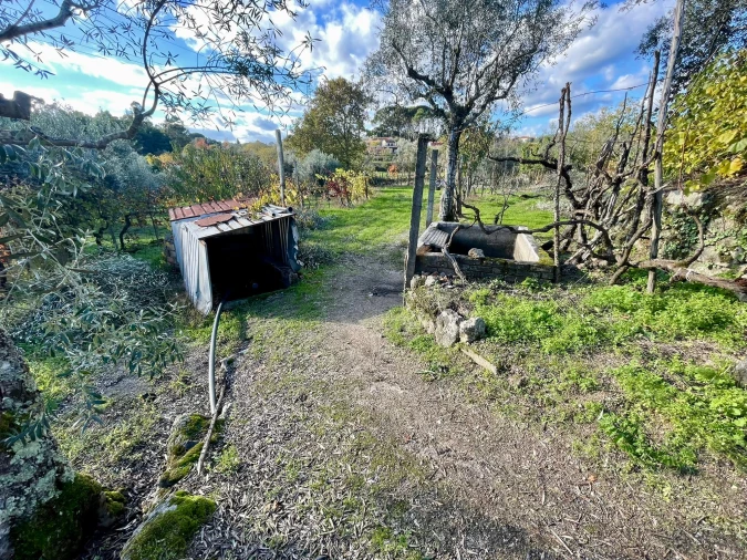 Terreno Agricola ou Rústico para Venda em Lajeosa do Dão Foto 5