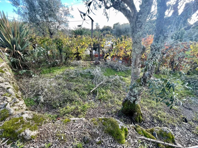 Terreno Agricola ou Rústico para Venda em Lajeosa do Dão Foto 9