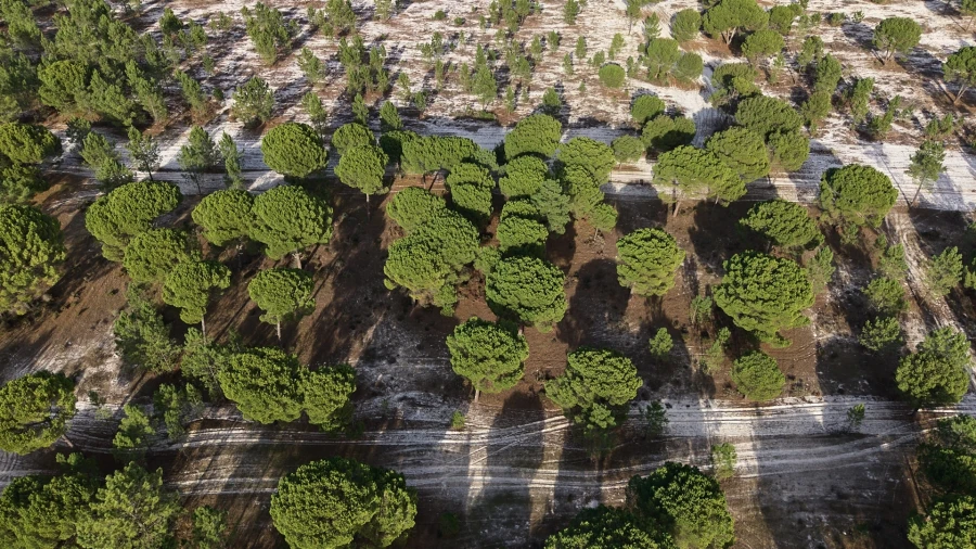 Terreno para Venda em Grândola e Santa Margarida da Serra Foto 16