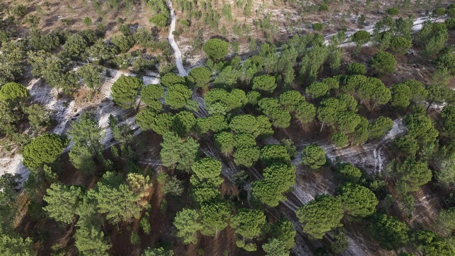 Terreno para Venda em Grândola e Santa Margarida da Serra Foto 21