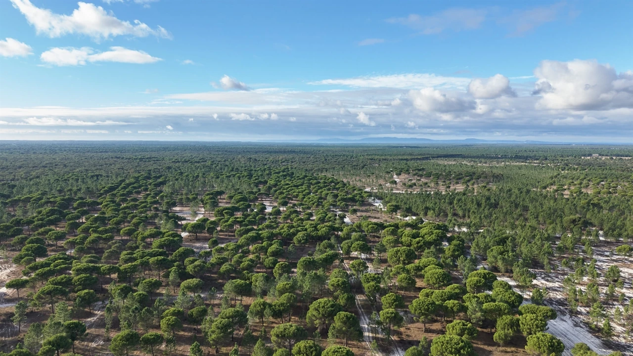Terreno para Venda em Grândola e Santa Margarida da Serra Foto 12