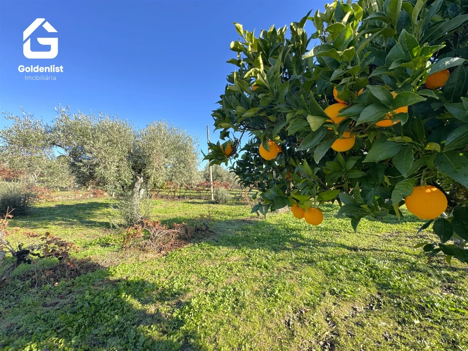 Quinta T3 para Venda em Escalos de Cima e Lousa Foto 42