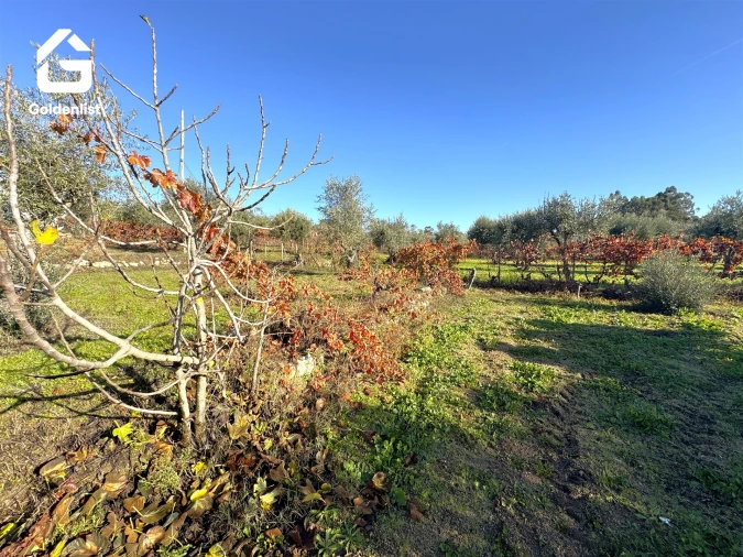 Quinta T3 para Venda em Escalos de Cima e Lousa Foto 40