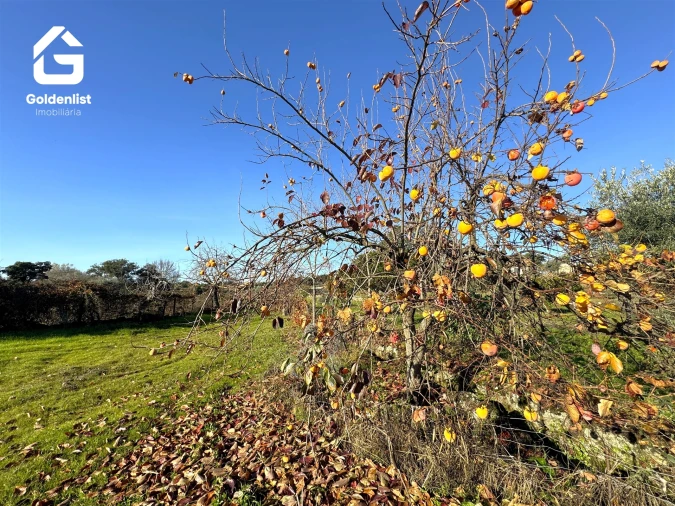Quinta T3 para Venda em Escalos de Cima e Lousa Foto 53