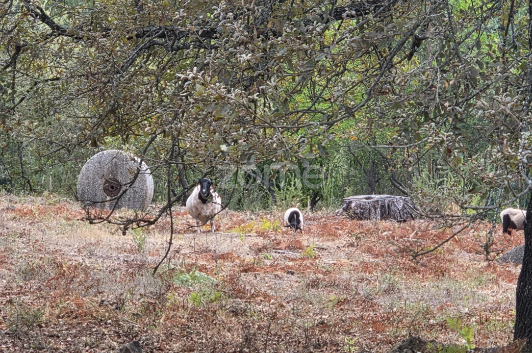 Terreno para Venda em Assafarge e Antanhol Foto 5
