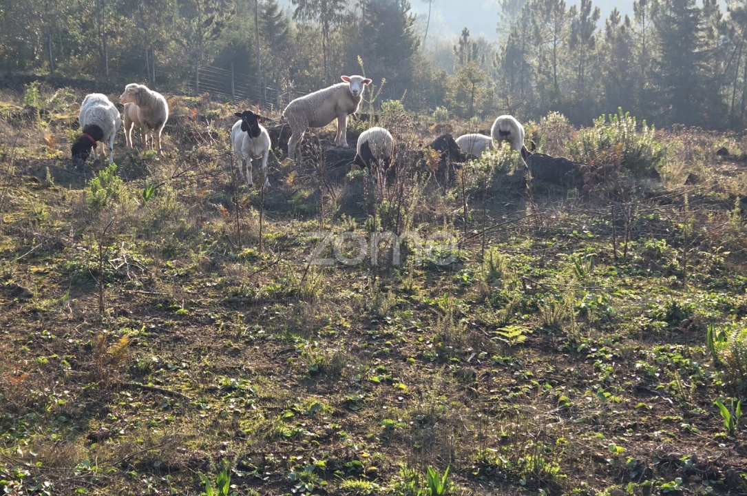 Terreno para Venda em Assafarge e Antanhol Foto 7
