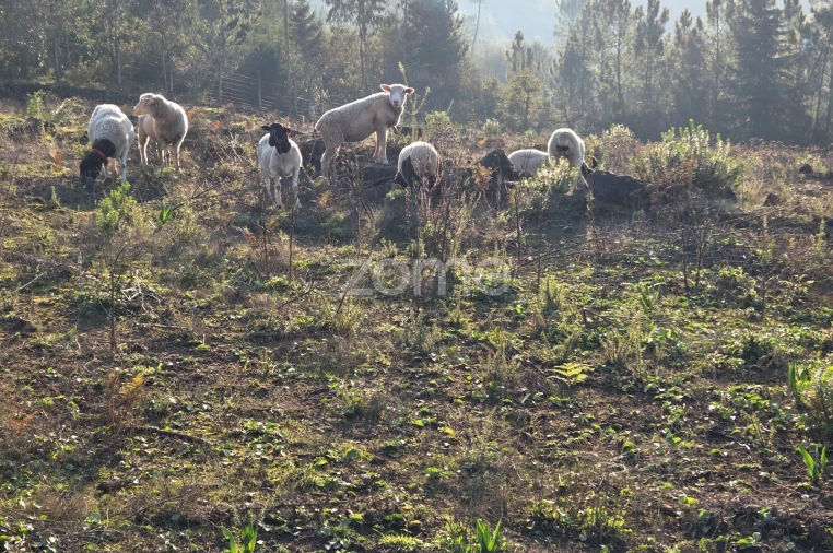 Terreno para Venda em Assafarge e Antanhol Foto 6