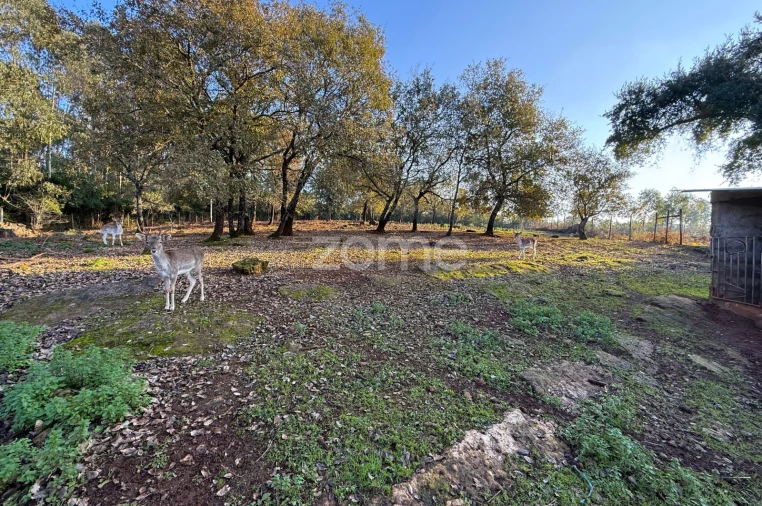 Terreno para Venda em Assafarge e Antanhol Foto 11